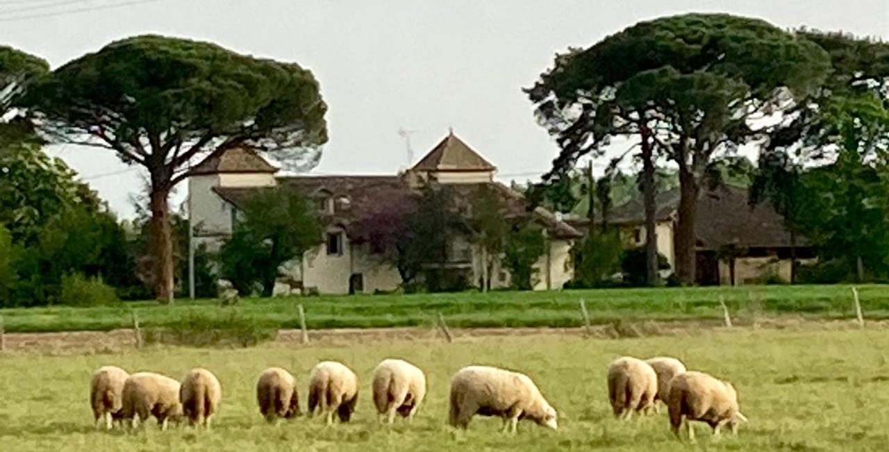 Domaine De Menerque - Petit Chateau Avec Piscine Lisle-sur-Tarn Exterior foto